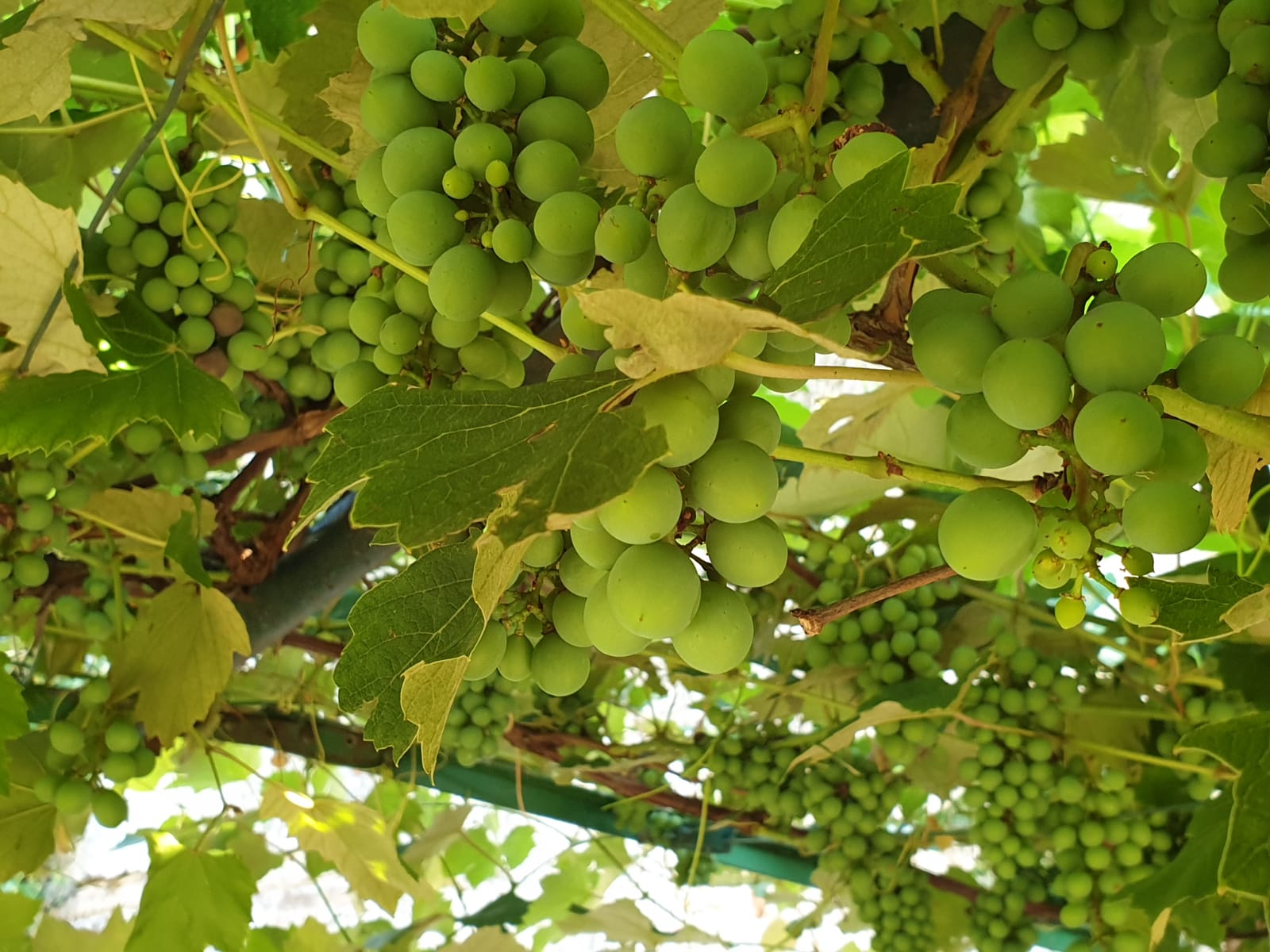 Noch sind die Trauben grün...