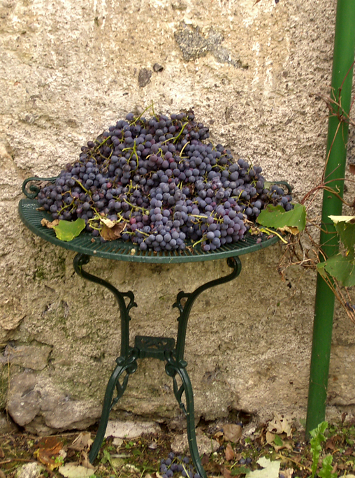 … aber im Herbst wird geerntet. Herbstbesucher nutzen den Mixer in der Küche, um frischen Traubensaft zu machen