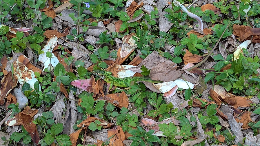 Selten im Garten zu finden, dann umso eindrucksvoller: eine Smaragdeidechse
