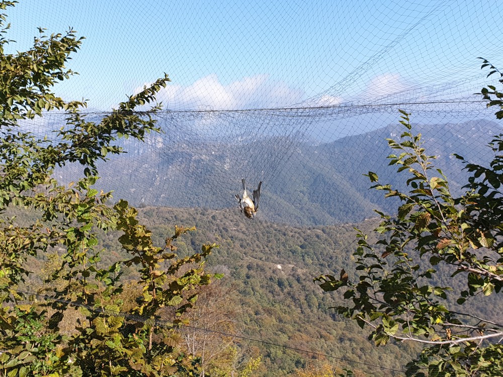 Ein Vogel im Netz wartet wie andere auf die Ringprozedur
